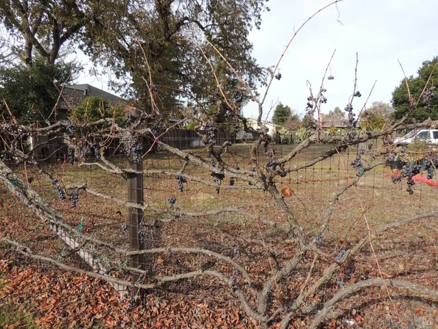 a view of outdoor space with green space