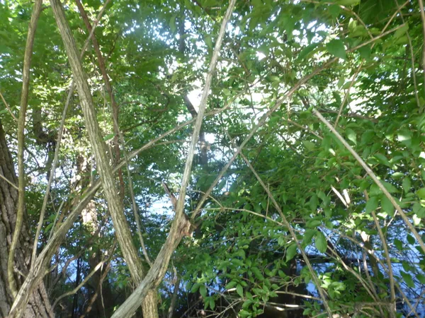 $160,000 | 509 North State Street, Niles, MI 49120