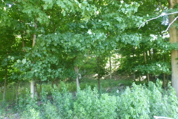 $160,000 | 509 North State Street, Niles, MI 49120