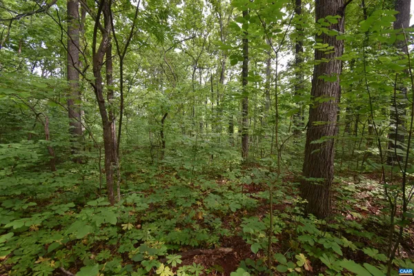 a view of a forest with a tree