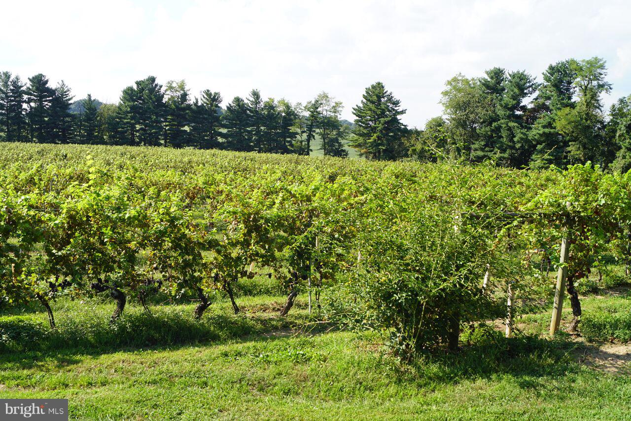 15137 Liberty Road Mount Airy, MD 21771 - Photo 6 of 18 a view of a field with plants and a trees