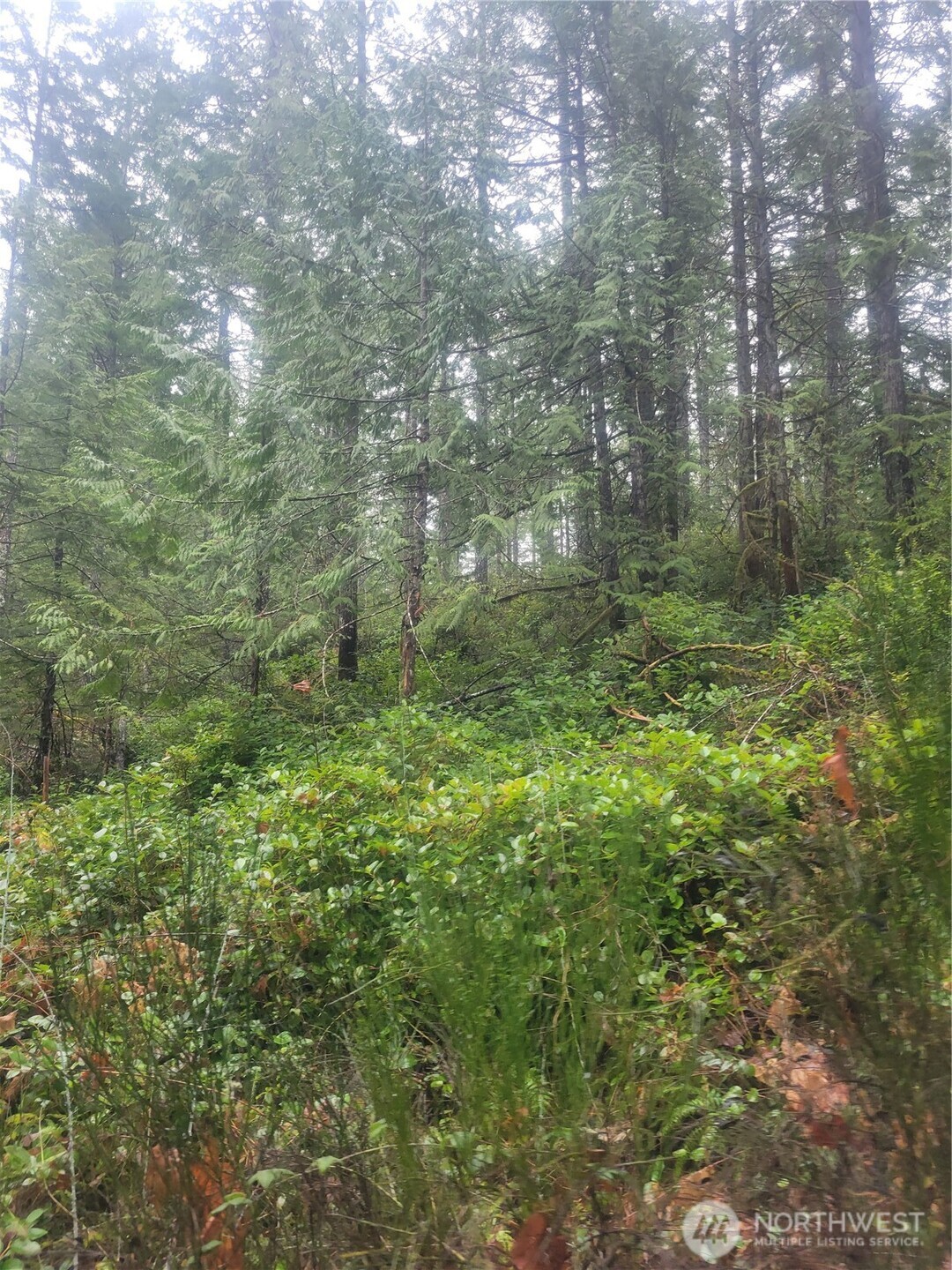1 GD 2048 Road Union, WA 98592 - Photo 4 of 6