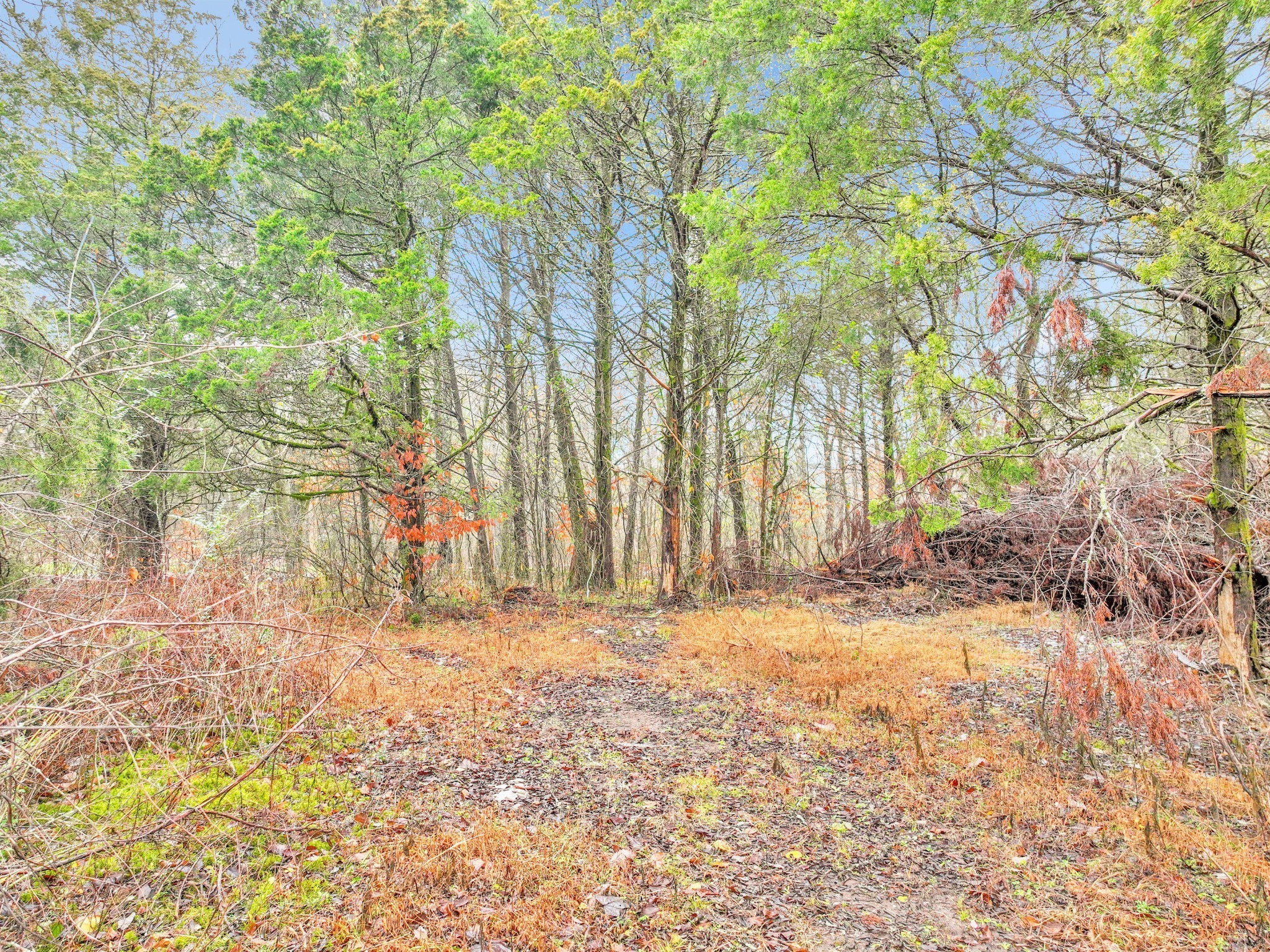 0 Phillips Road Lebanon, TN 37087 - Photo 5 of 13 a view of yard with trees