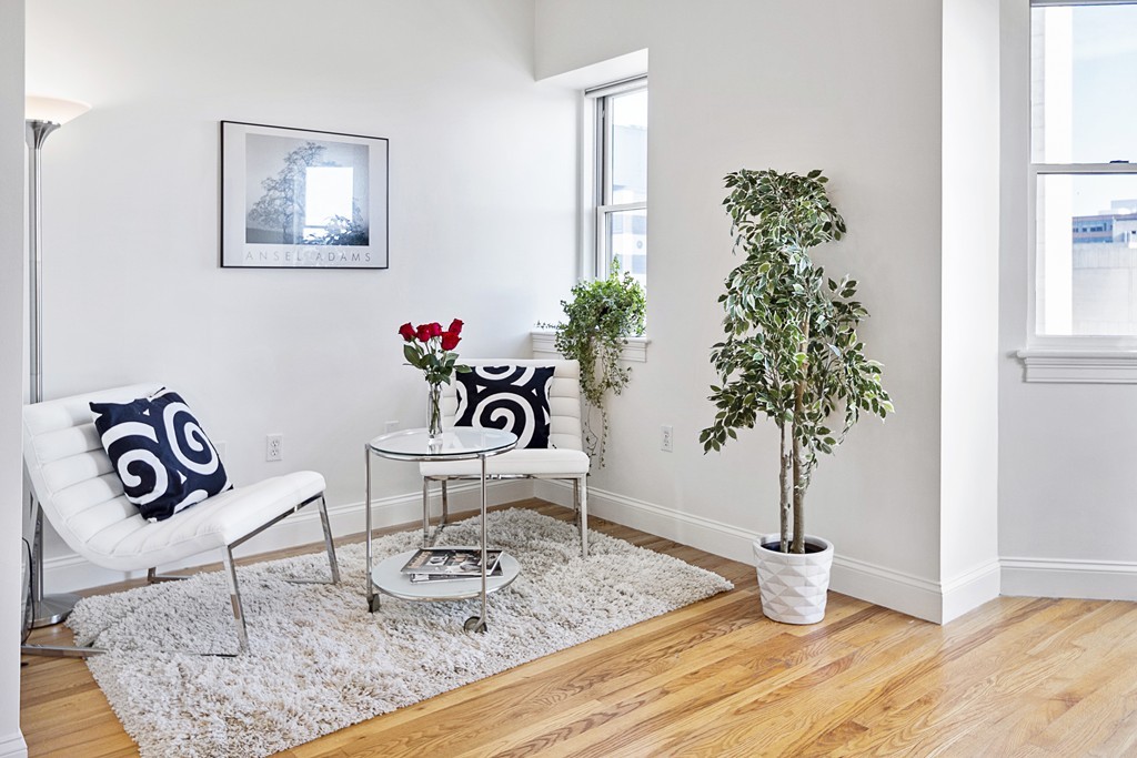 877 Harrison Avenue, Unit 7 Boston, MA 02118 - Photo 7 of 25 a living room with furniture and a potted plant