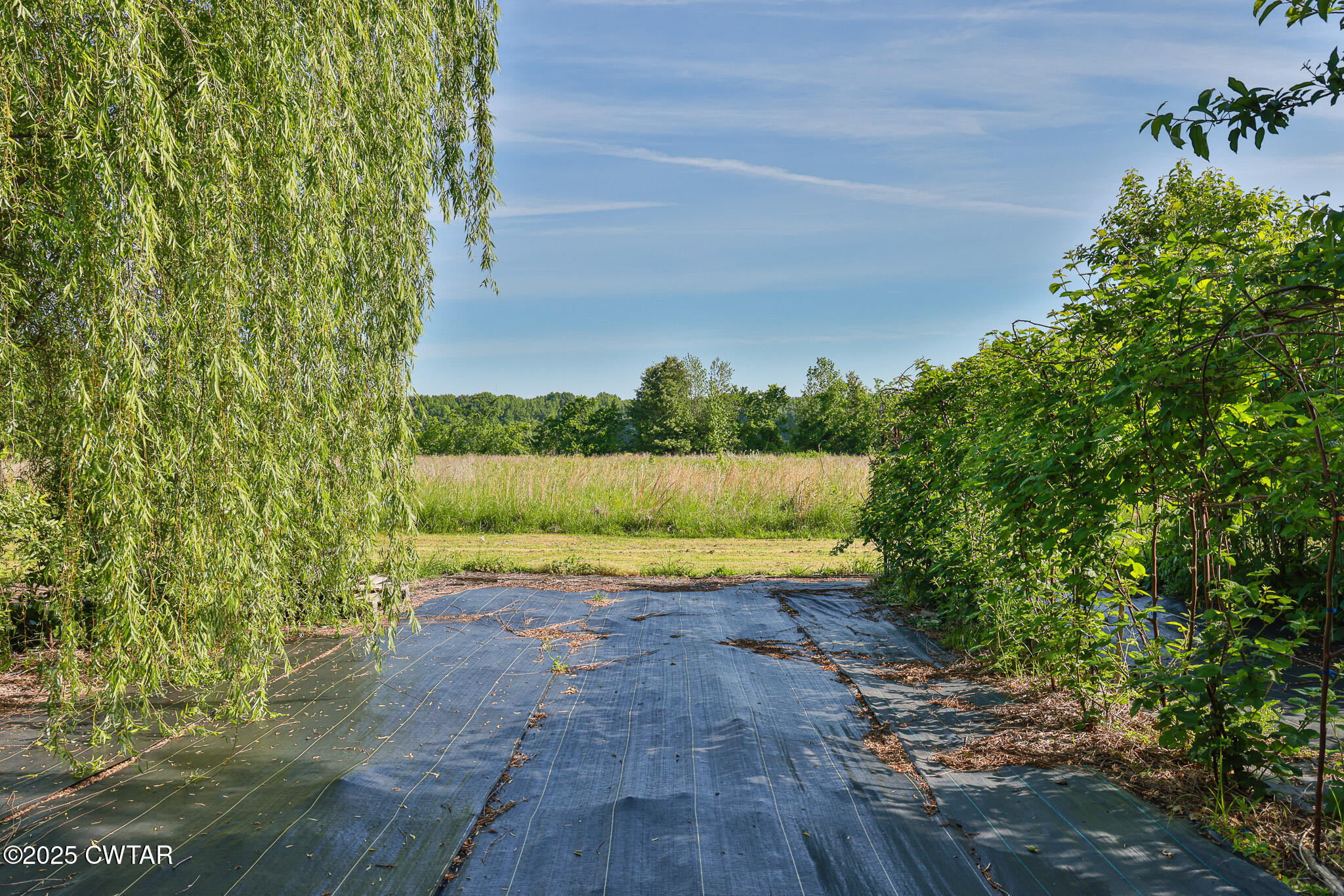 1461 Bynum Road Dresden, TN 38225 - Photo 17 of 60 a view of a yard with plants and a bench