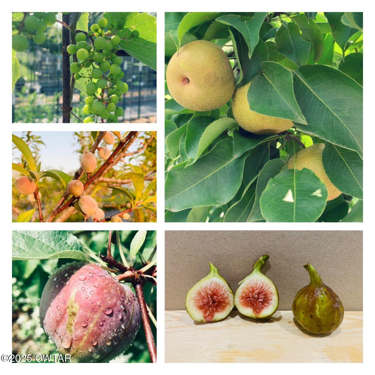 1461 Bynum Road Dresden, TN 38225 - Photo 58 of 60 IMG_9826 (1)