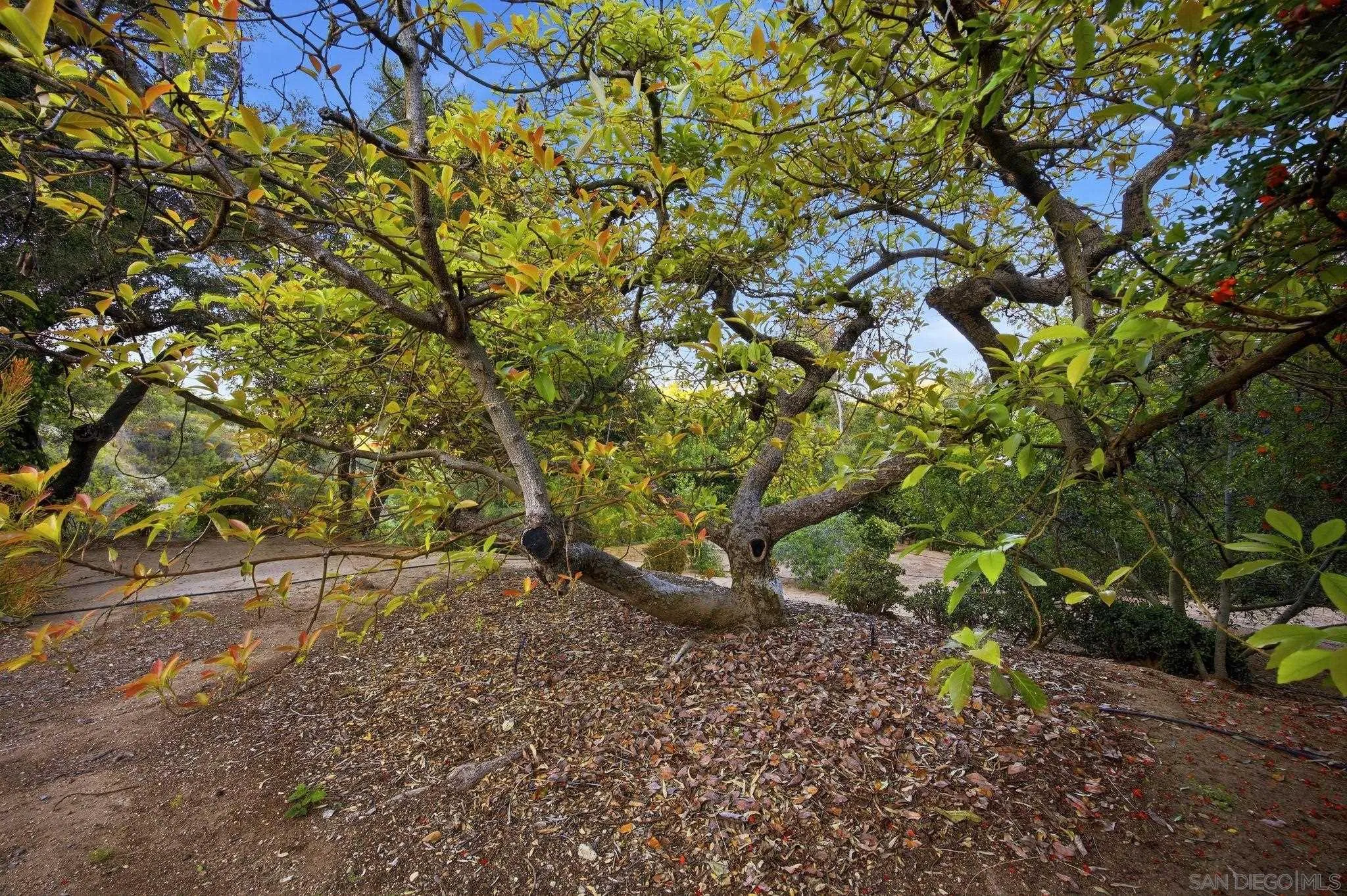1010 Quail Creek Road Fallbrook, CA 92028 - Photo 36 of 53 Gallery Image 36