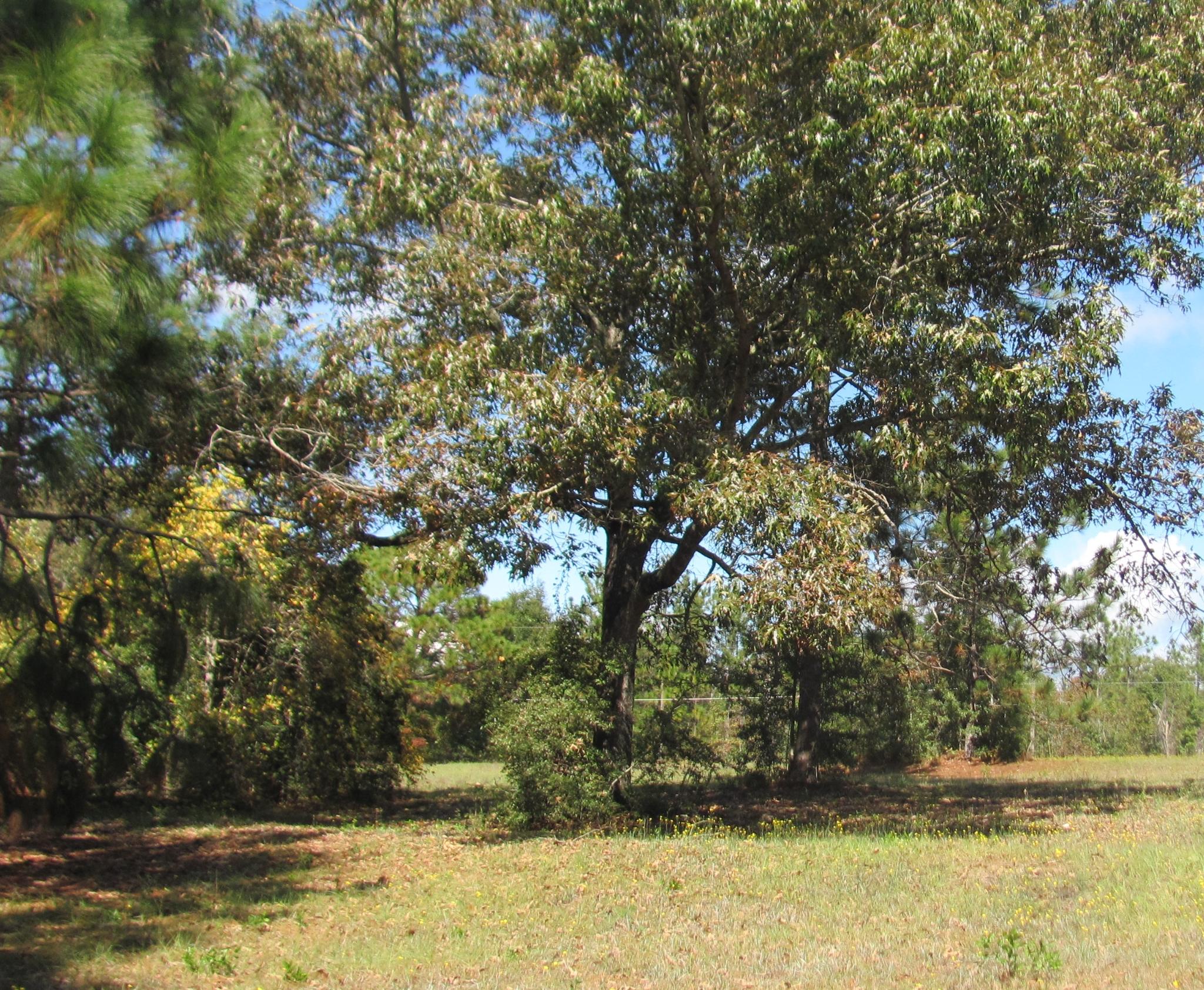 2.9-acres Paul Road DeFuniak Springs, FL 32433 - Photo 3 of 4 Gallery Image 3