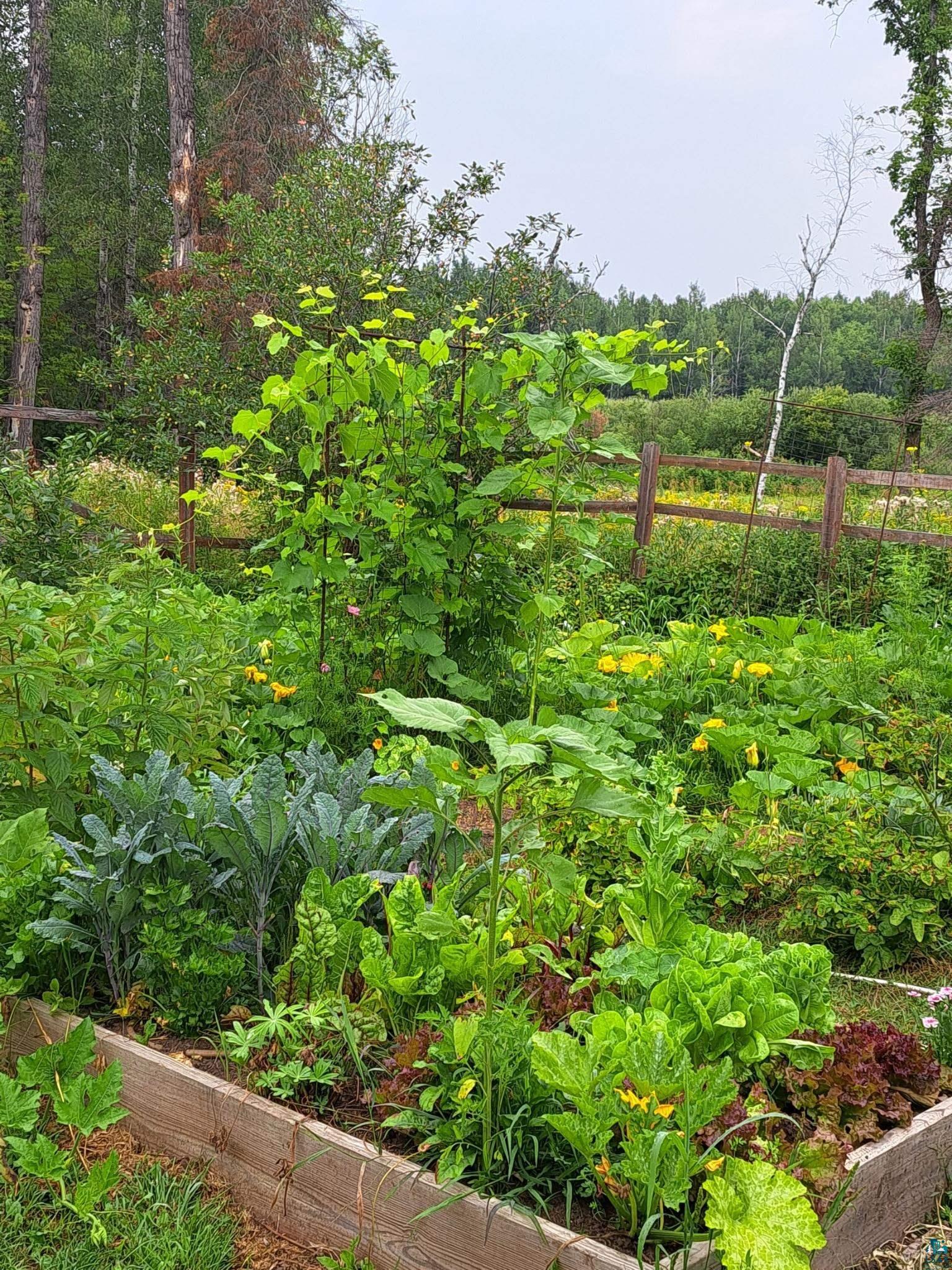 9734 Alango Road Angora, MN 55703 - Photo 46 of 53 Raised garden bed containing various green plants and yellow flowering plants