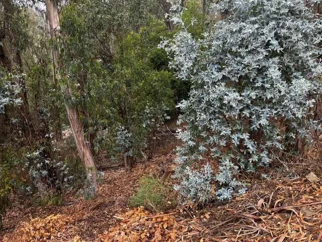 a view of a forest with lots of trees