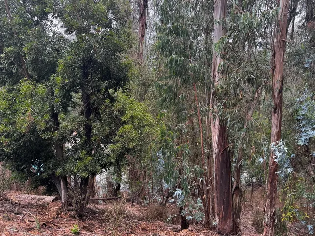a view of a trees in a forest