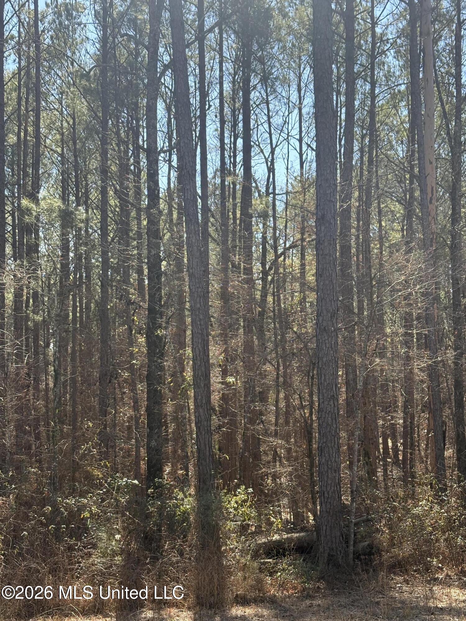 11330 Mississippi 429 Sallis, MS 39160 - Photo 3 of 6 IMG_5893