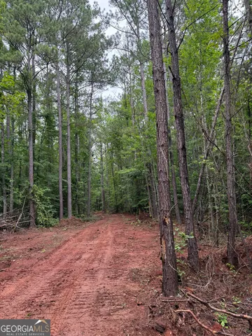a view of a forest with trees in the background