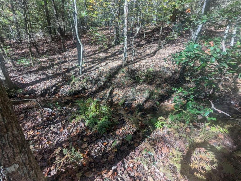 26.89 Shadow Lane Blue Ridge, GA 30513 - Photo 10 of 35 a view of a forest with trees