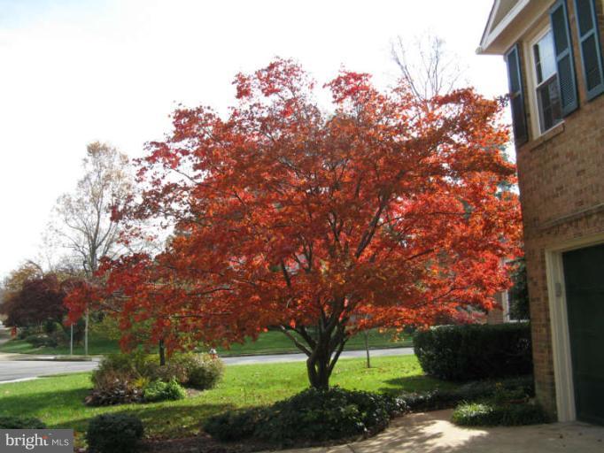 10180 Red Spruce Road Fairfax, VA 22032 - Photo 25 of 25 Fall Foliage in Front Yard