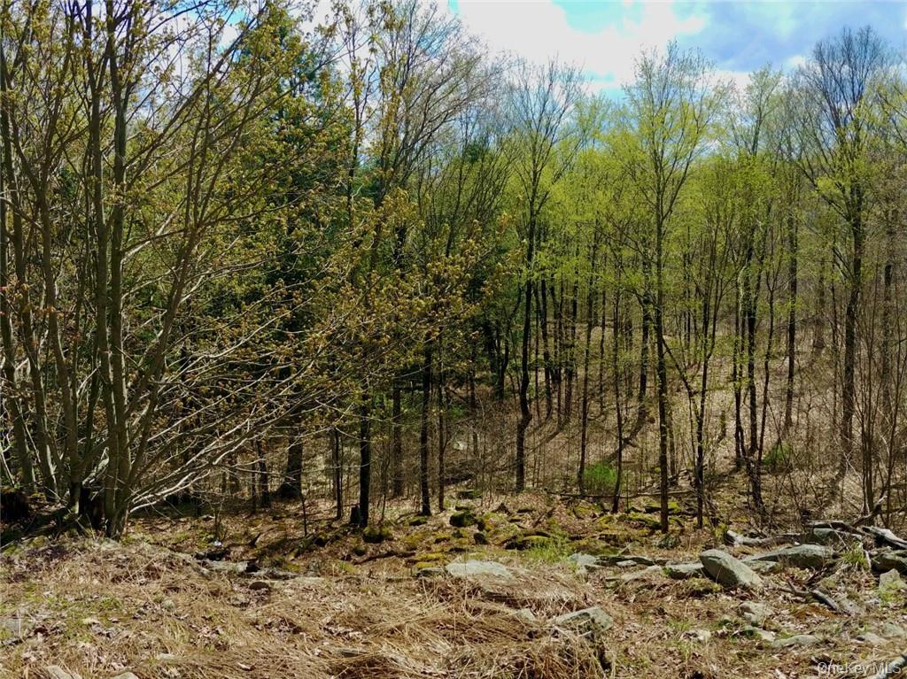 Shandelee Road Livingston Manor, NY 12758 - Photo 3 of 11 a view of a yard with trees