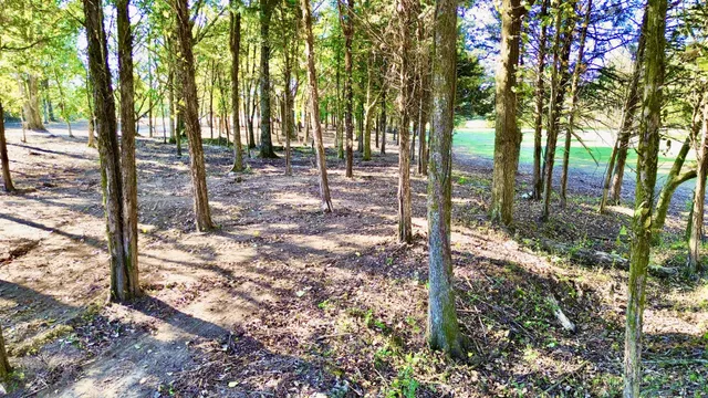 a view of a forest filled with trees