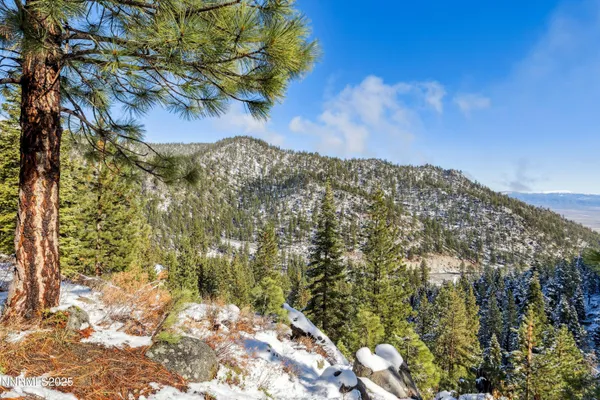 a view of a tree with a yard
