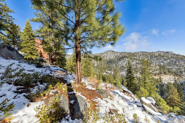 a view of a yard with a tree