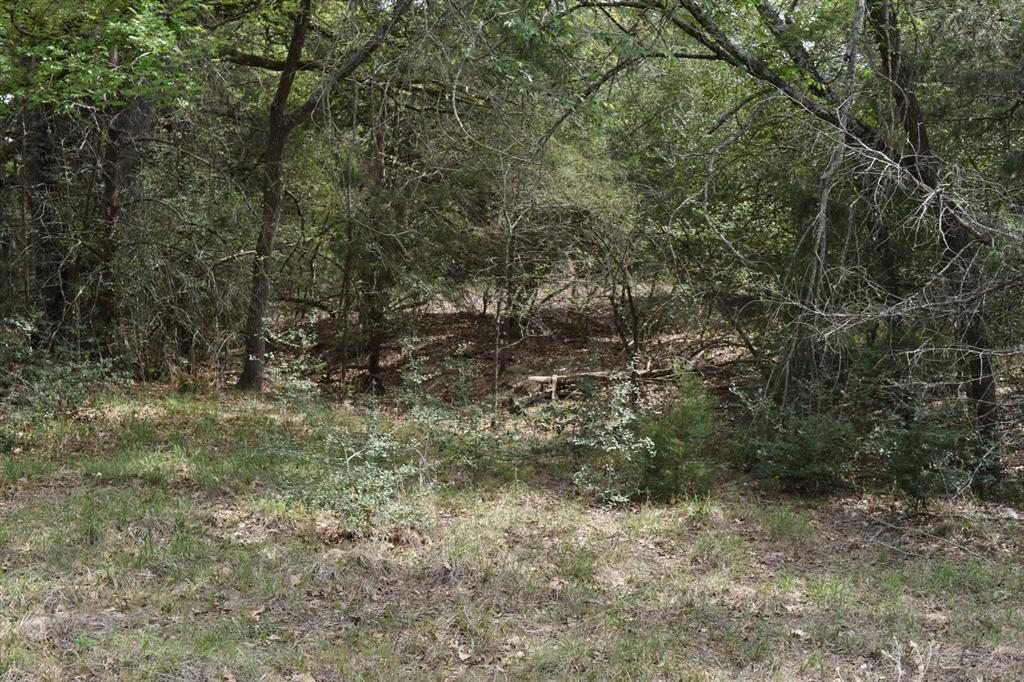 Tbd Mitchell Road Kosse, TX 76653 - Photo 3 of 30 View of tree filled area