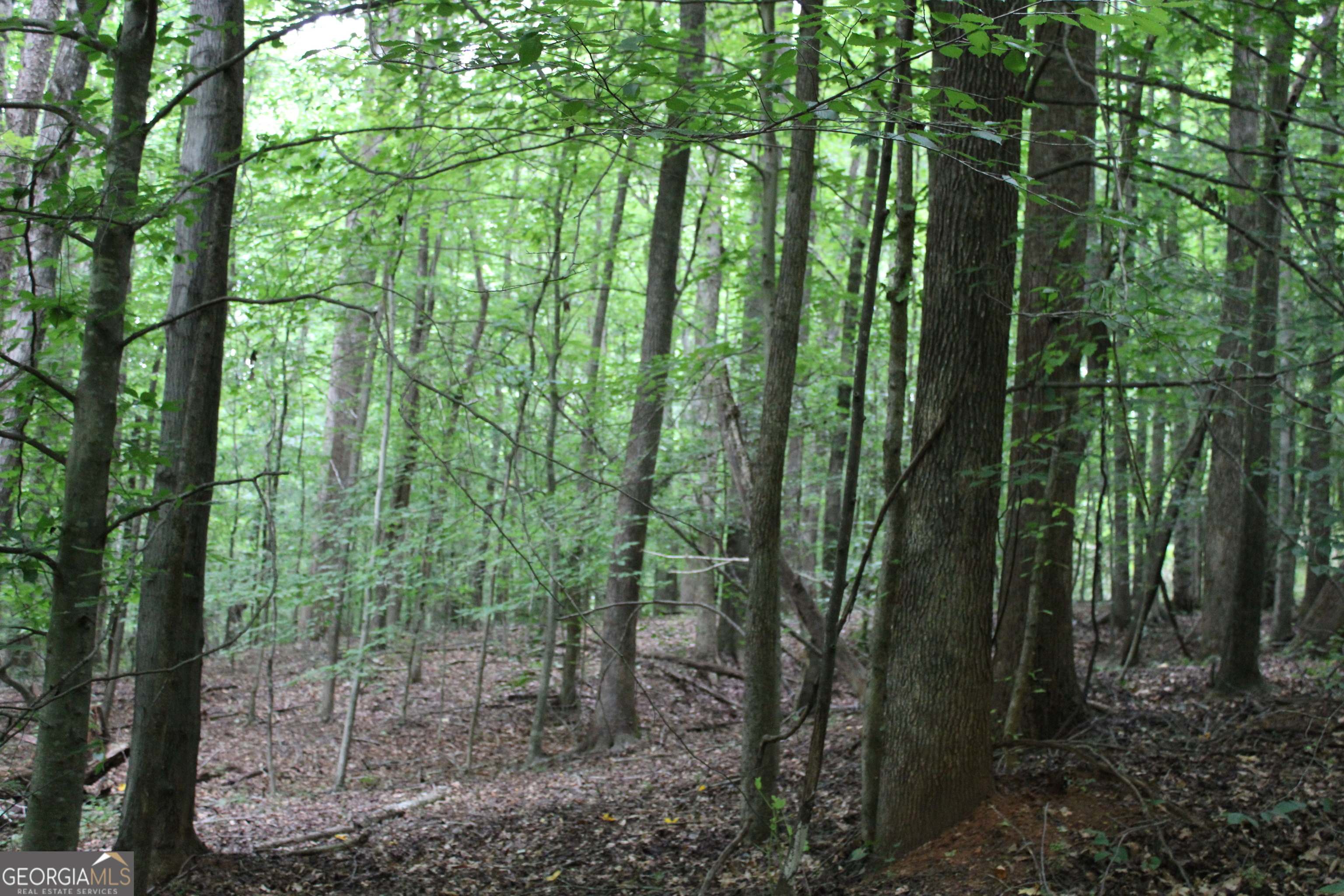 2 Garnett Ward Road Hull, GA 30646 - Photo 9 of 24 a view of a forest with trees