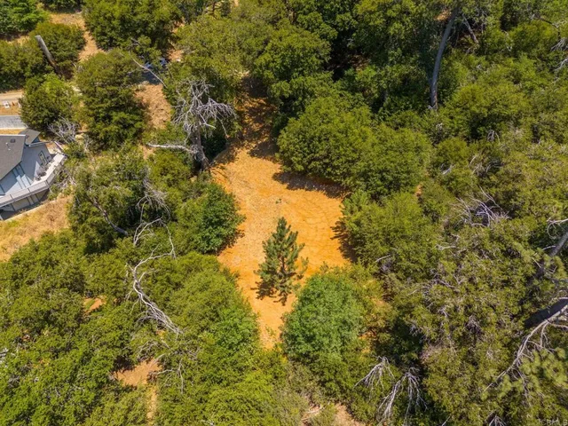 a view of a yard with plants and large trees
