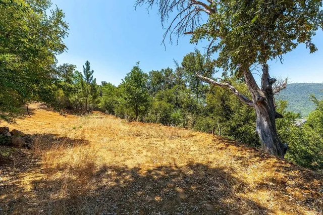a view of a yard with a tree