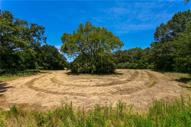 a backyard of a house with plants and large tree