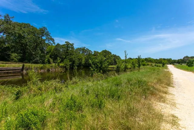 a view of a forest with trees in the background