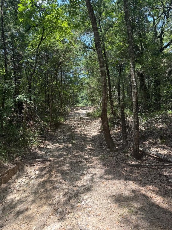 1755 Pleasant Hill Road Bryan, TX 77807 - Photo 18 of 28 a view of a forest with trees in the background