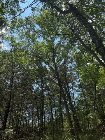 a view of a forest with trees in the background