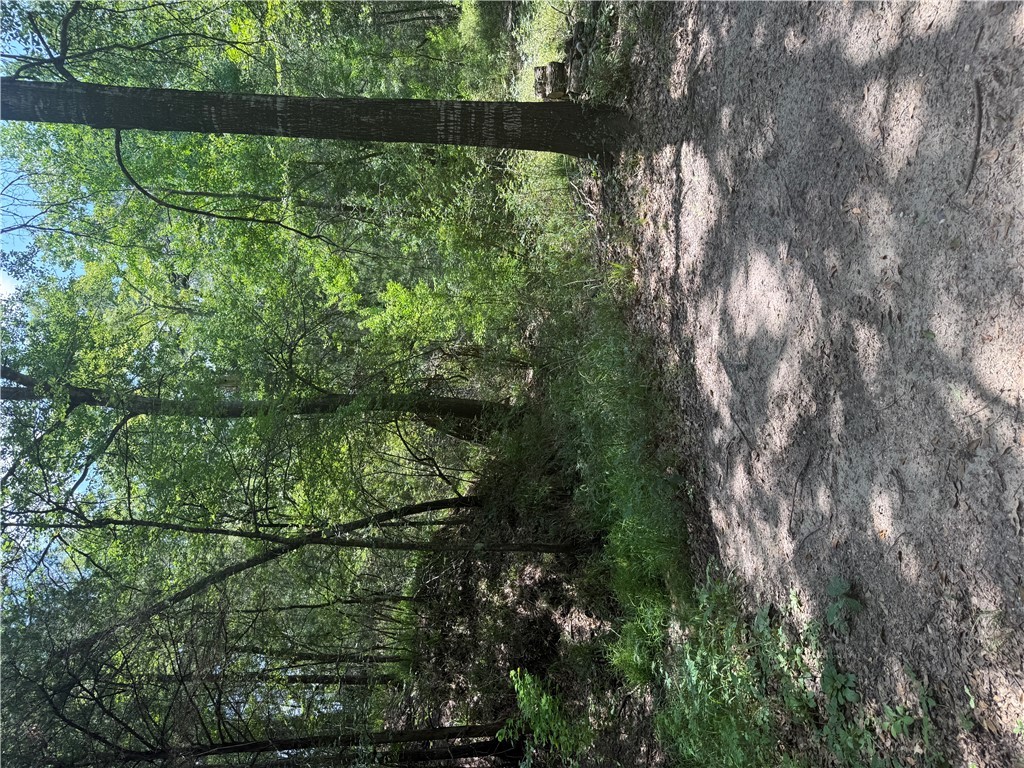 1755 Pleasant Hill Road Bryan, TX 77807 - Photo 25 of 28 a view of a forest with trees in the background
