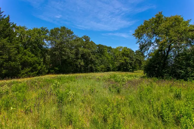 a view of a yard with a tree