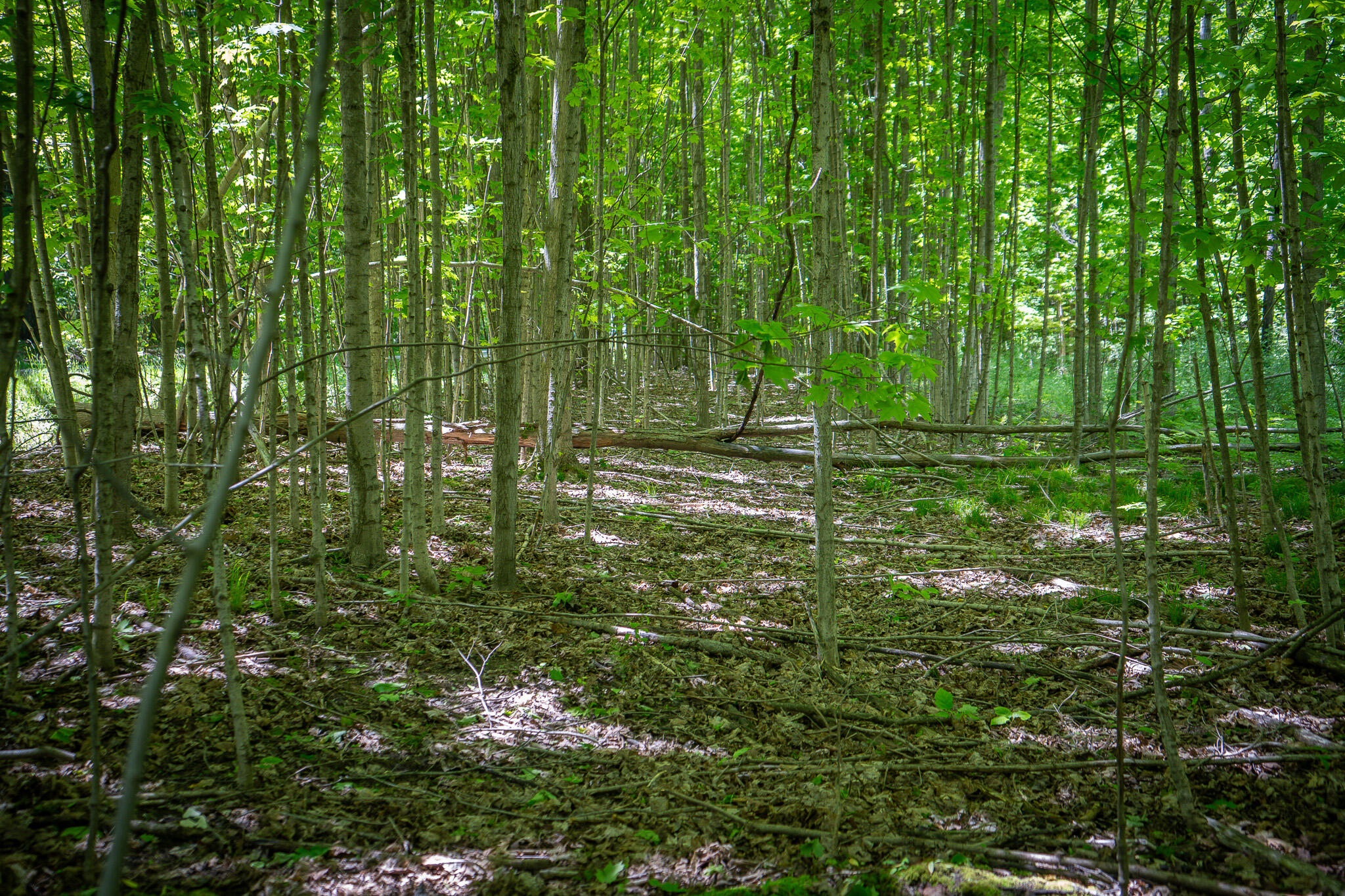 Parcel B East Conrad Road Scottville, MI 49454 - Photo 11 of 52 DSC06502