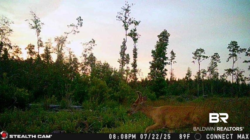 0 County Road 112 Robertsdale, AL 36567 - Photo 7 of 33 View of nature at dusk