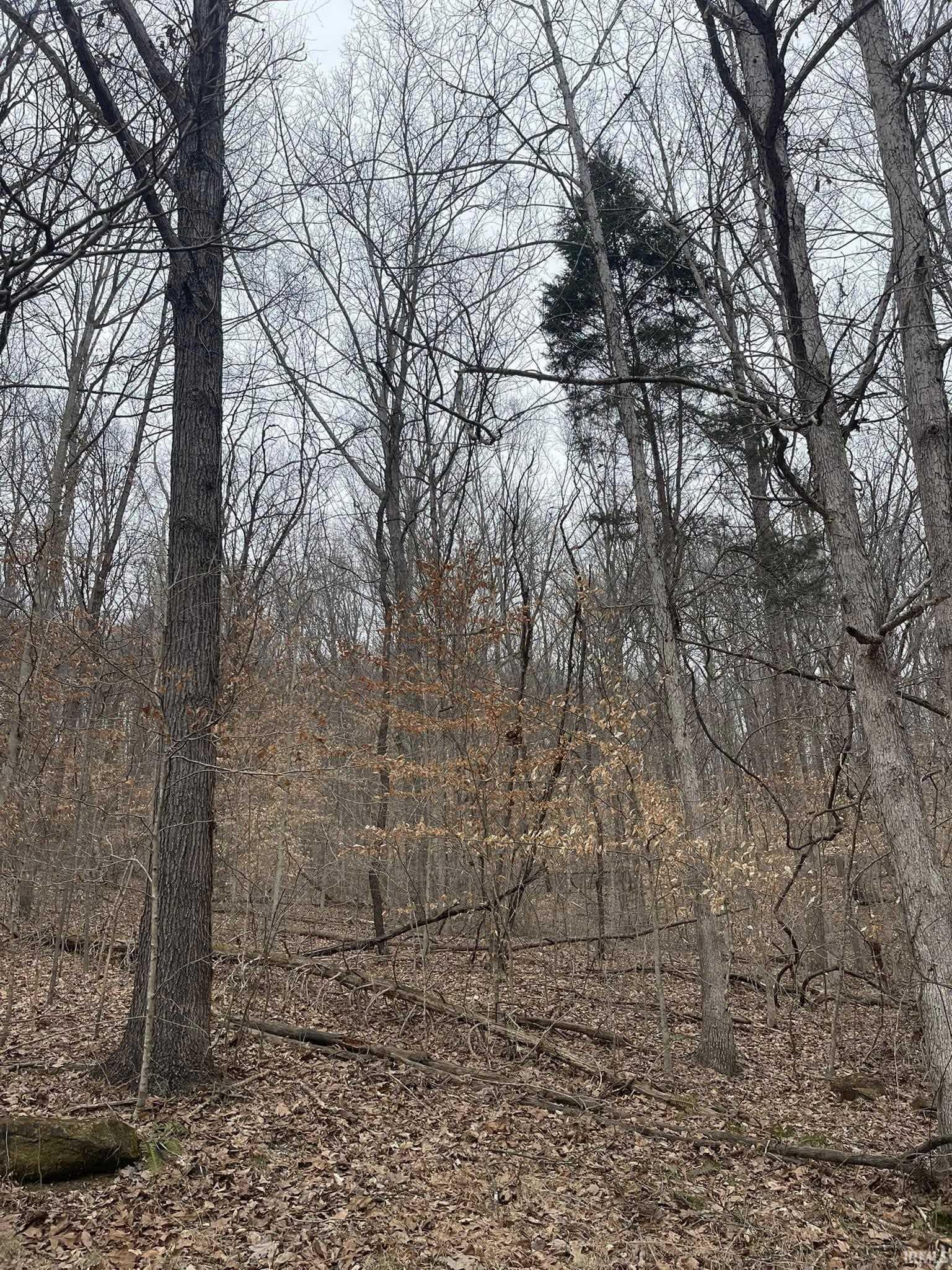 Chaplin Road Birdseye, IN 47513 - Photo 4 of 4