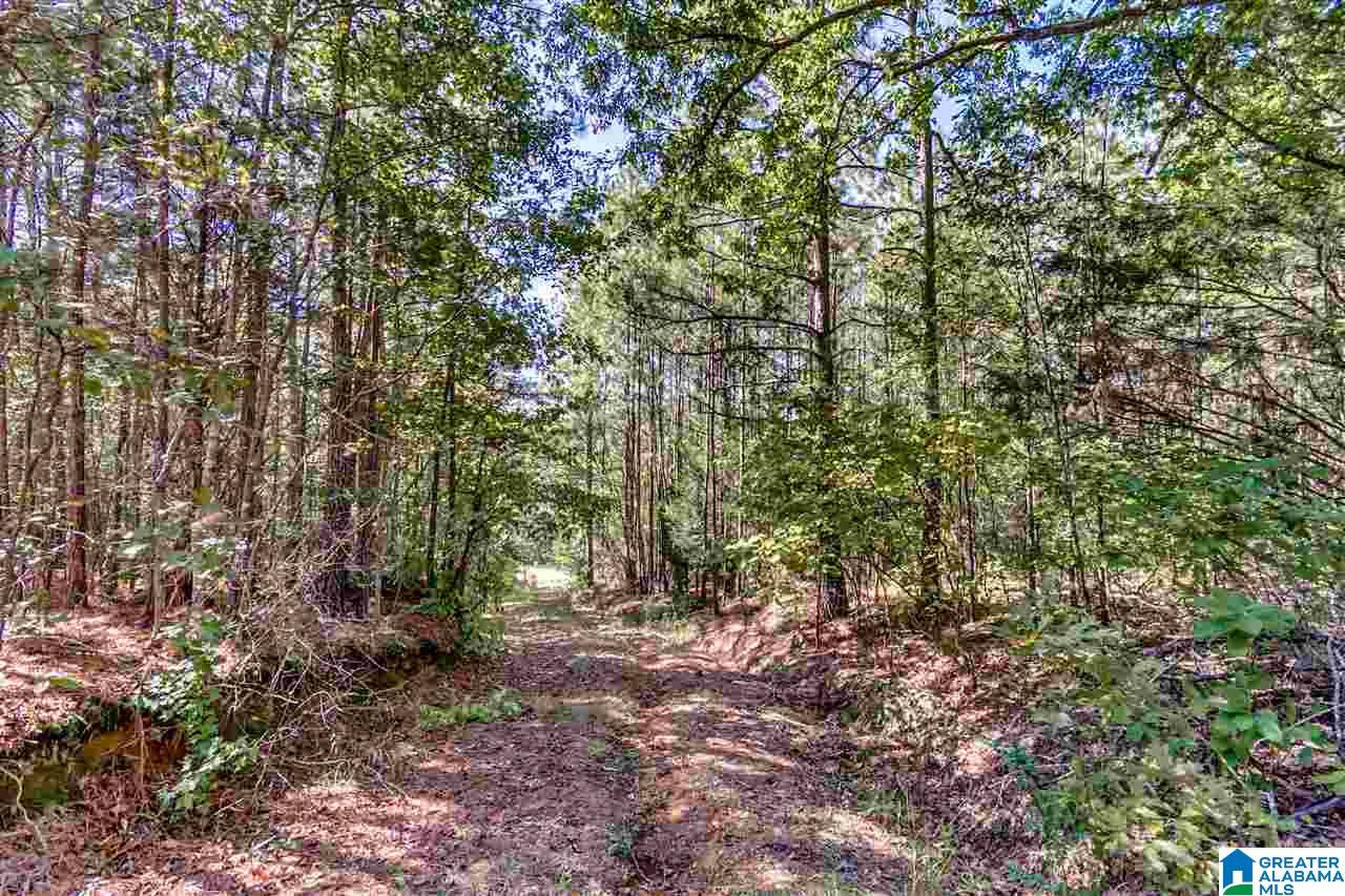 384 Wolf Pond Road, Unit 1 Talladega, AL 35160 - Photo 10 of 26