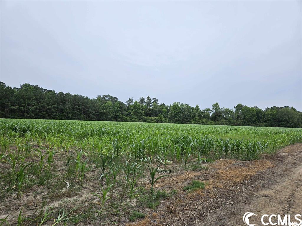 Tbd Shawn Road Lake City, SC 29560 - Photo 2 of 3