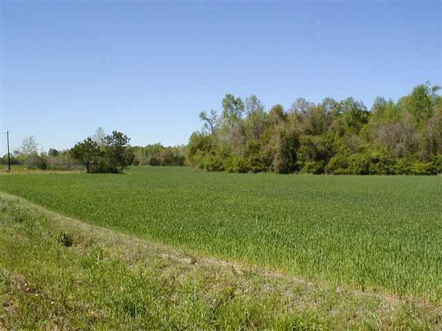 0 West Egg Hill Road Johnsonville, SC 29555 - Photo 1 of 5 Gallery Image 1