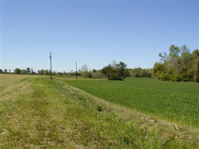 0 West Egg Hill Road Johnsonville, SC 29555 - Photo 2 of 5 Gallery Image 2