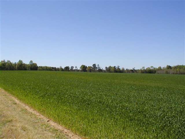 0 West Egg Hill Road Johnsonville, SC 29555 - Photo 3 of 5 Gallery Image 3
