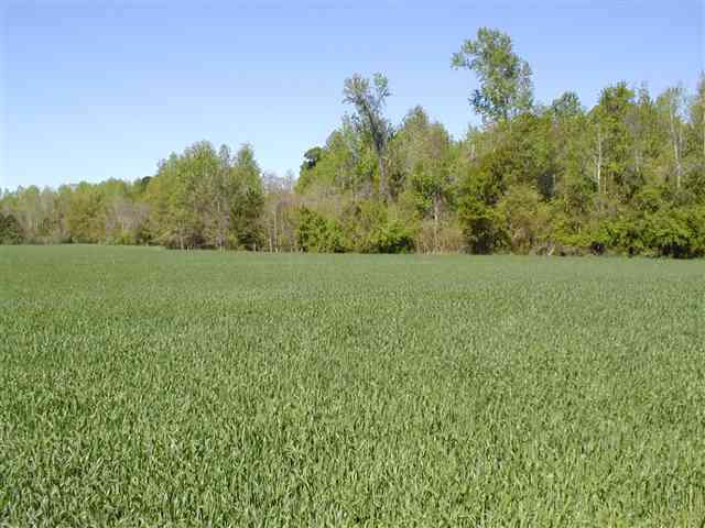 0 West Egg Hill Road Johnsonville, SC 29555 - Photo 4 of 5 Gallery Image 4