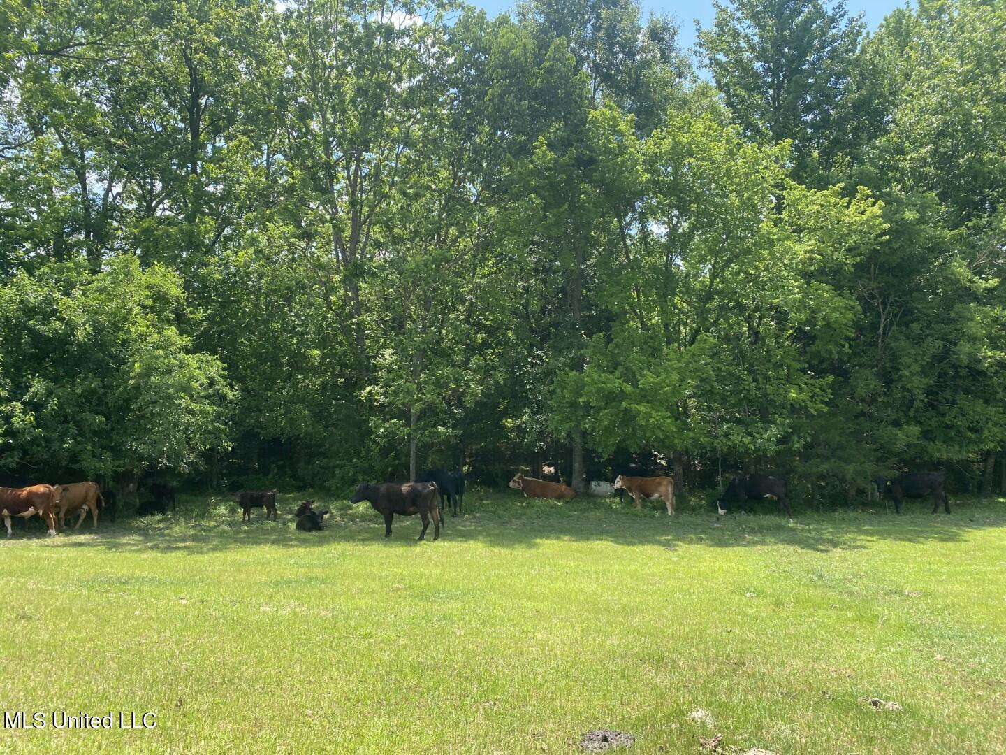 Beulah Grove Road Lexington, MS 39095 - Photo 14 of 58 18