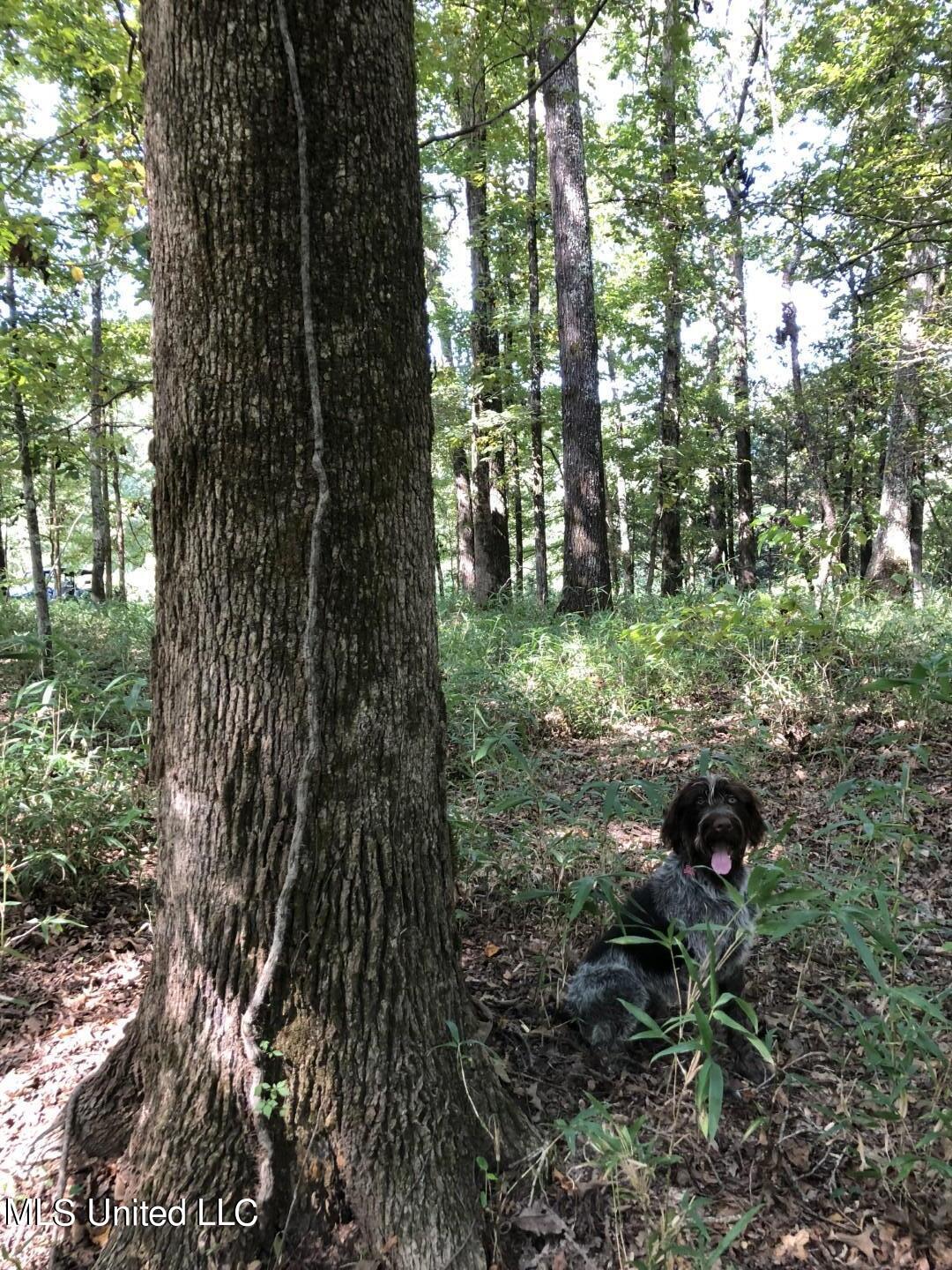 Beulah Grove Road Lexington, MS 39095 - Photo 36 of 58 44