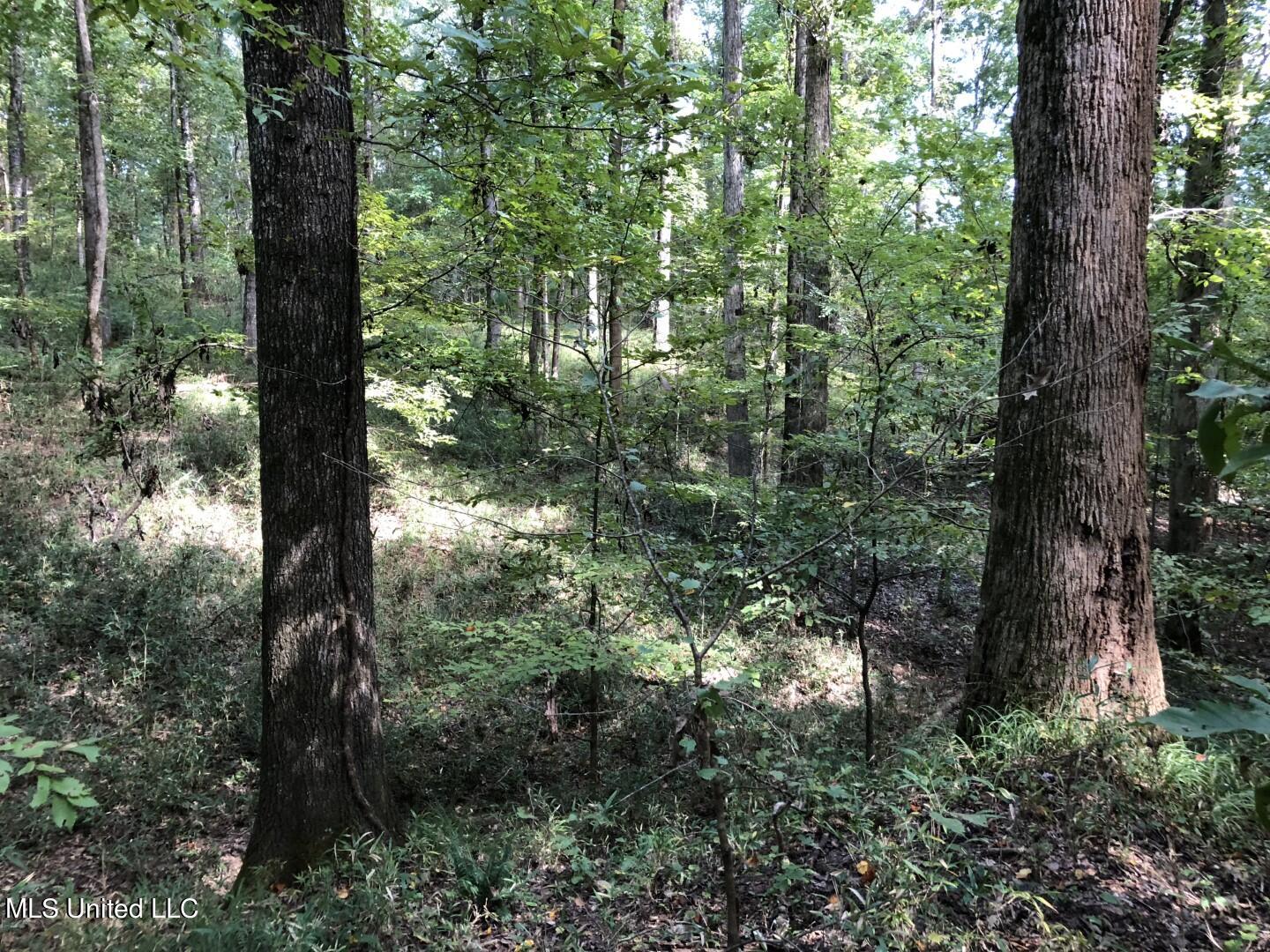 Beulah Grove Road Lexington, MS 39095 - Photo 38 of 58 46