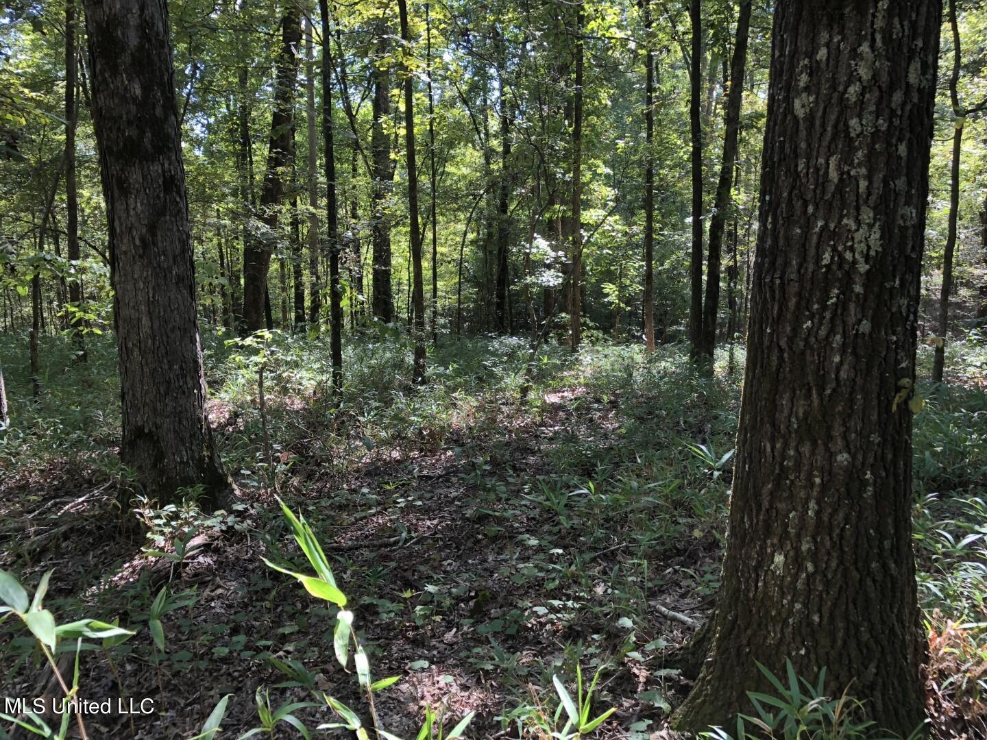 Beulah Grove Road Lexington, MS 39095 - Photo 39 of 58 47