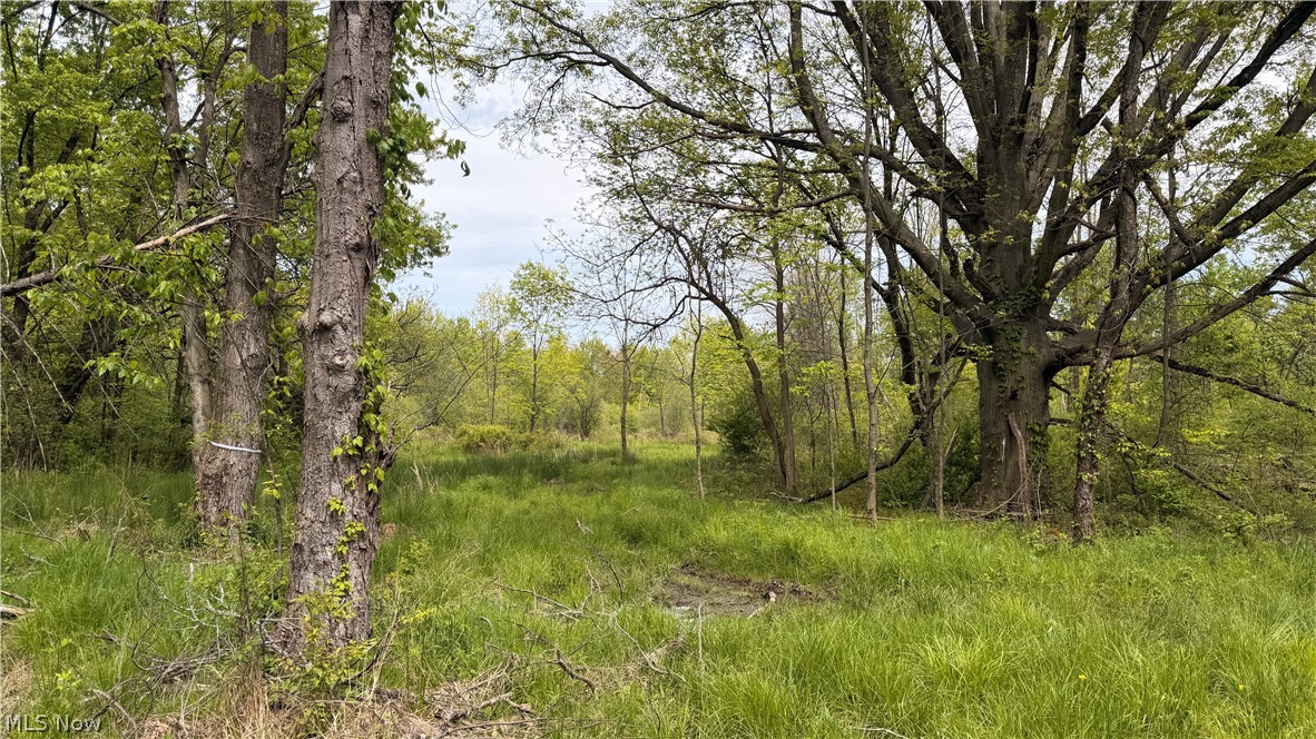 Youngstown Kingsville Road Vienna, OH 44473 - Photo 19 of 21 Expansive land parcel featuring a mature tree canopy, abundant natural foliage, and open grassy areas