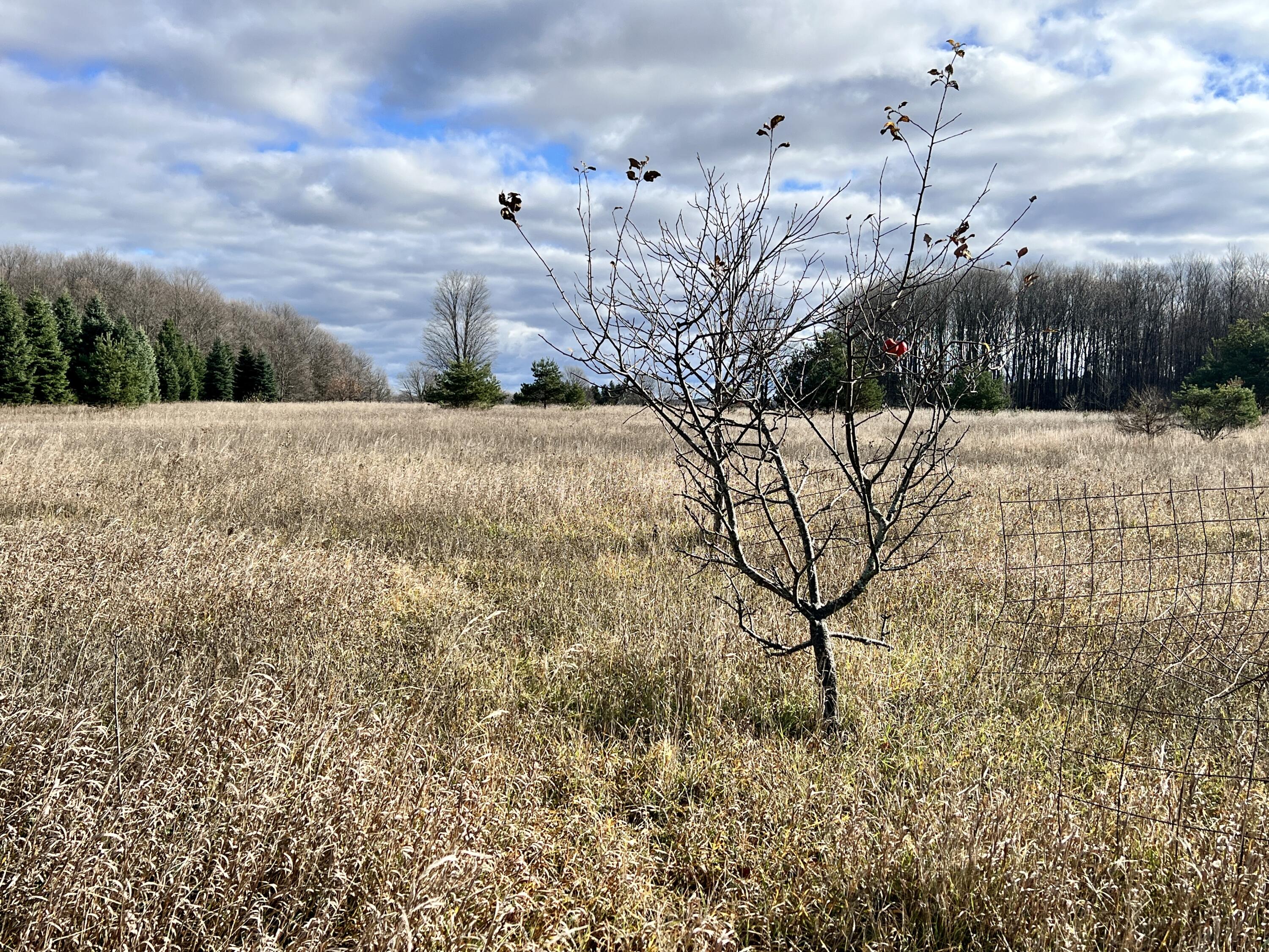 16 Mile Road Manton, MI 49663 - Photo 10 of 19 Greg Bosscher (14)