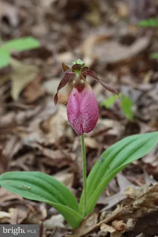 $1,475,000 | 1185 Belle Meade Road, Bumpass, VA 23024