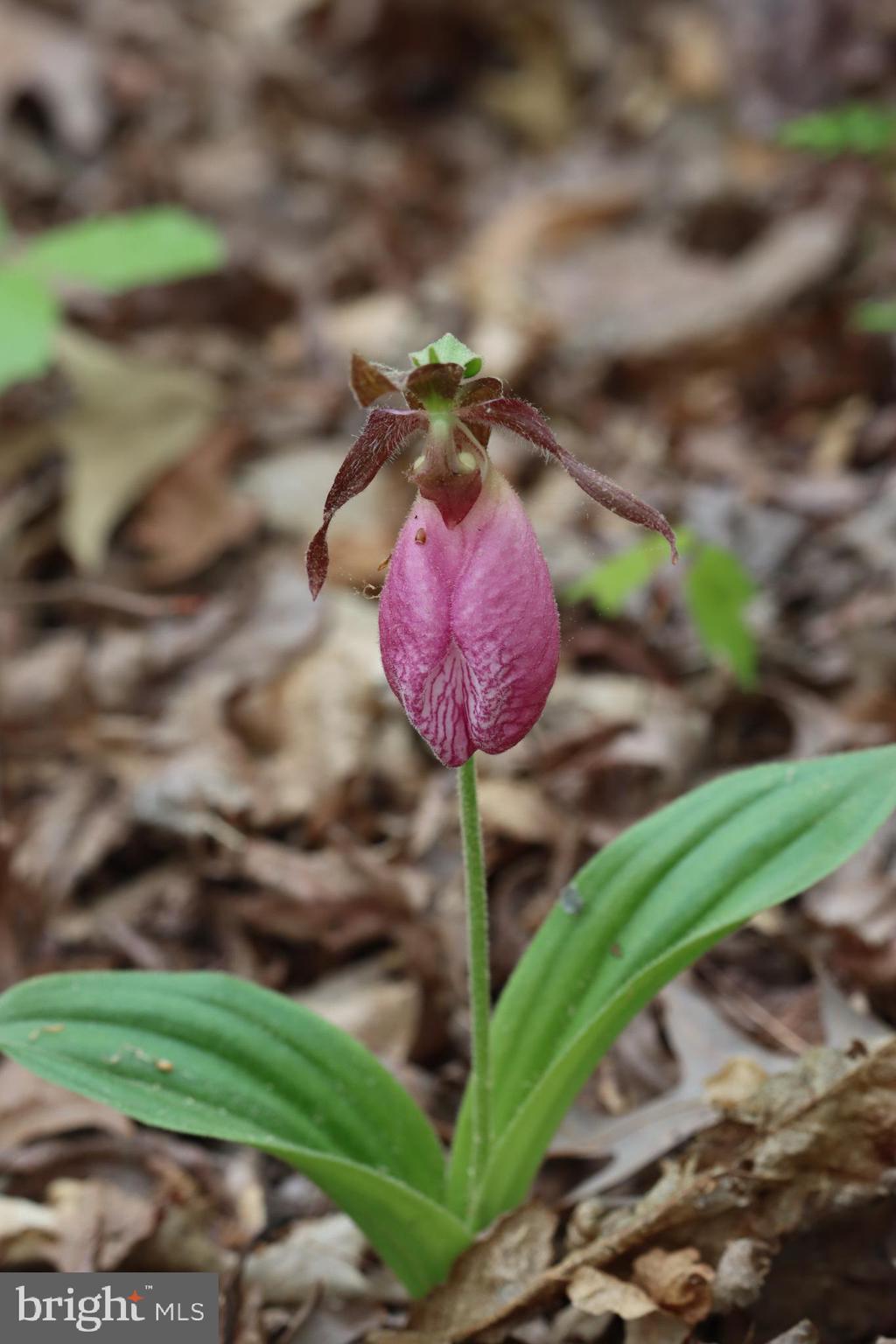 1185 Belle Meade Road Bumpass, VA 23024 - Photo 103 of 116 a view of a yard